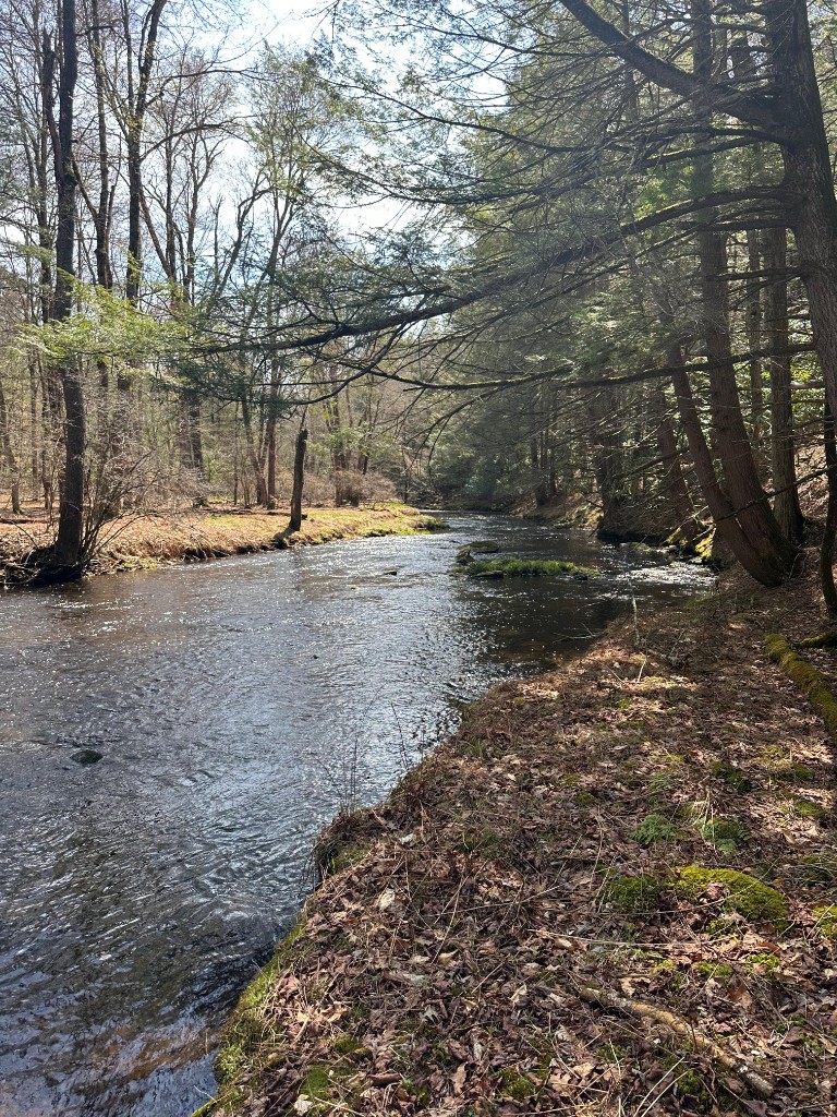 The creek near Cove76, upstate New York